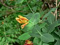 Lonicera ciliosa