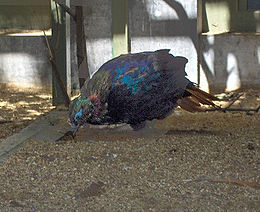 Himalajinis trumpauodegis fazanas (Lophophorus impejanus)