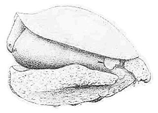 <i>Lophopleurella capensis</i> Species of gastropod