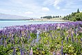 ルピナスとテカポ湖 Lupinus sp. at Lake Tekapo, New Zealand