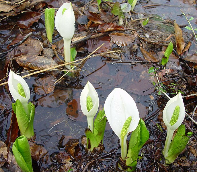 File:Lysichiton camtschatcensis in Mount Toritate.jpg