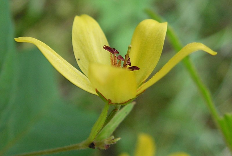 File:Lysimachia vulgaris20090812 069.jpg