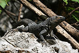 Ctenosaura similis English: Black Iguana Deutsch: Schwarzer Leguan