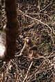 * Nomination Macaca mulatta sitting on dry branches --IM3847 15:38, 19 January 2024 (UTC) * Decline  Oppose foreground: pls try cropping images --Charlesjsharp 09:55, 20 January 2024 (UTC)