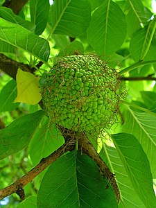 Maclura pomifera Developping infrutescence