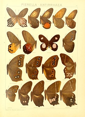 A. geryon é a décima (subespécie geryonides, fêmea: inseto visto por cima - apenas a asa direita) e a décima primeira borboleta (subespécie geryon, macho: inseto visto por cima - apenas a asa direita), em ordem de leitura, nesta ilustração do ano de 1906 (a décima segunda borboleta é uma Antirrhea phasiana).[1]
