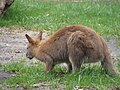 Macropus rufogriseus Wallaby de Bennett