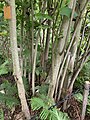 Magnolia tripetala in the Morris Arboretum