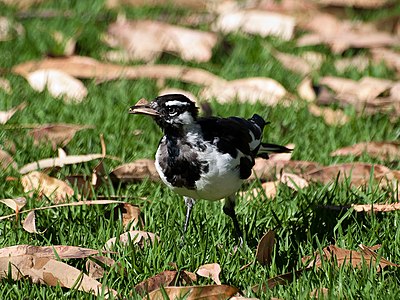 A male magpie-lark with freshly captured prey.