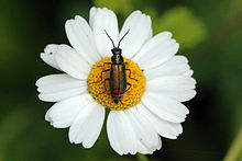 Perunggu kumbang (Malachius bipustulatus).jpg