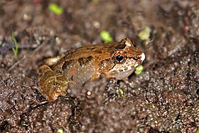 Malagasy common marsh frog (Mantidactylus betsileanus) Ranomafana.jpg