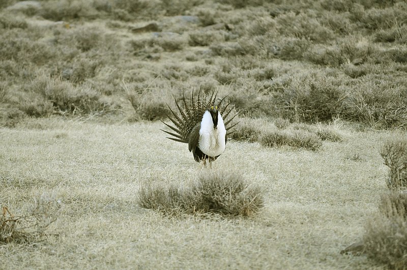 File:Male Greater Sage-Grouse (7094201159).jpg