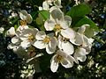 Čeština: Jabloň mnohokvětá (Malus floribunda), v květu, Zoologická a botanická zahrada města Plzně. English: Malus floribunda (Japanese flowering crabapple), in blossom, Zoological and botanical garden Plzen.