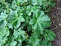 Malva arborea leaf