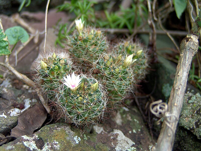 File:Mammillaria mathildae.jpg