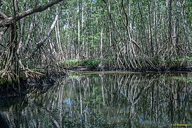 La forêt de mangrove, Le Moule.