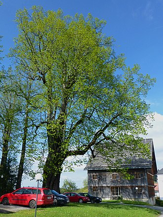 Lime tree "Marienlinde" Marienlinde 1.jpg