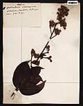 Maripa scandens Aubl.  sn MNHN P-P00777827.jpg