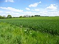 Thumbnail for File:Martin, cropland - geograph.org.uk - 3476016.jpg