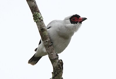 T. s. costaricensis Turrialba, Costa Rica