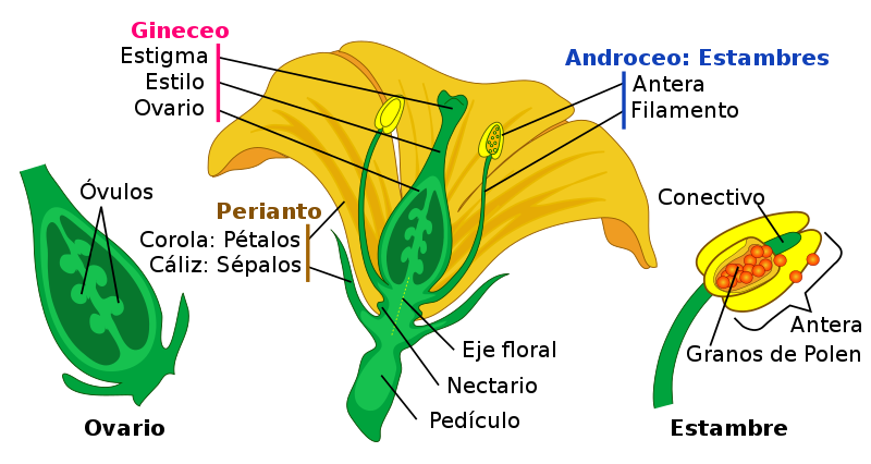 Morfología floral - Wikipedia, la enciclopedia libre