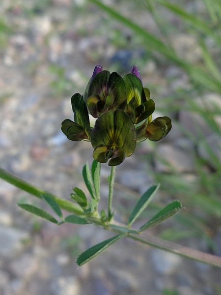 File:Medicago varia 01.JPG