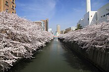 Meguro Meguro River Cherry Trees 1.JPG