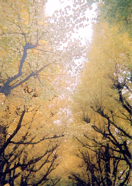 Fail:Meiji jingu outer garden 2005 dec.jpg