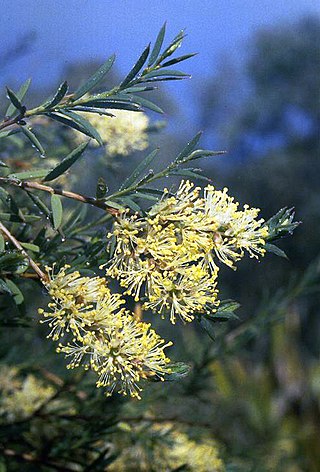 <i>Melaleuca leiocarpa</i> Species of plant