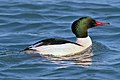 slika 3. Mergus merganser (mužjak)