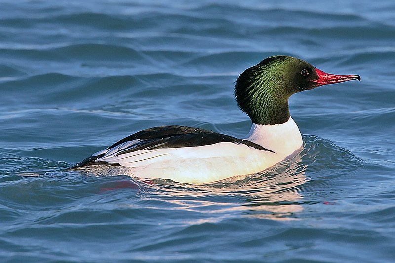 File:Mergus-merganser-americanus-001.jpg