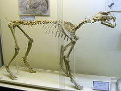 Скелет на Metailurus major в Палеонтологичния музей в Асеновград