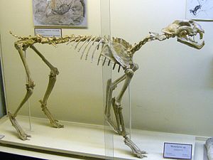 Skeletal reconstruction of Metailurus