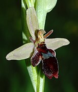 Ophrys × pietzschii