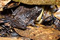 Microhyla berdmorei, Berdmore's chorus frog - Phu Kradueng National Park