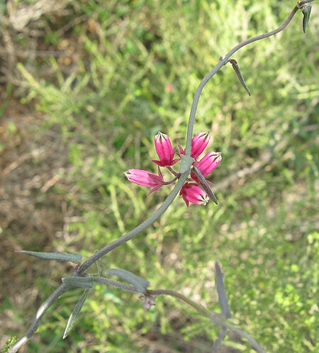 Microloma sagittatum