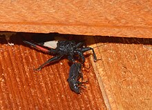 Microtomus purcis - Assassin Bug (44430174282) .jpg