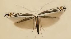 Description de l'image Micrurapteryx kollariella ill.JPG.