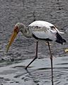 Subadult; Sungei Buloh Wetland Reserve, Singapore