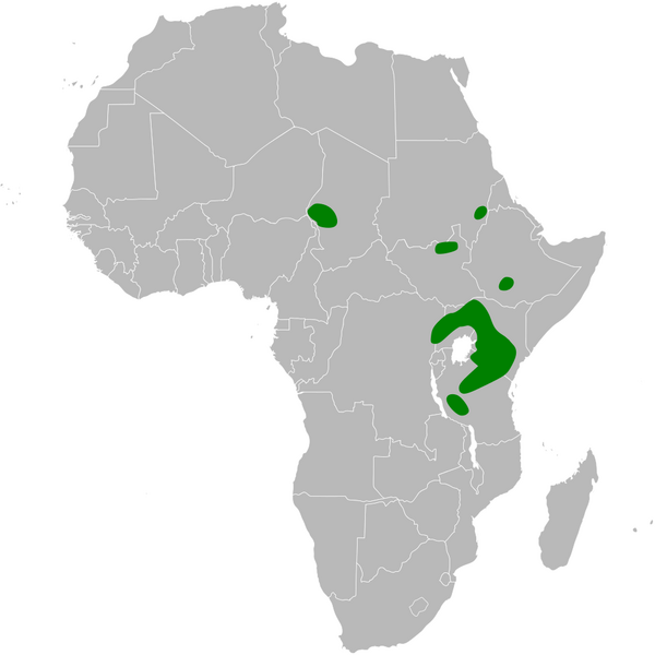 File:Mirafra albicauda distribution map.png