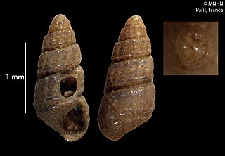 <i>Miralda superba</i> Species of gastropod