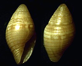 Mitromorpha wilhelminae