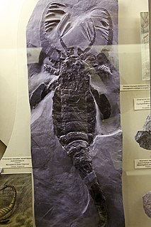 <i>Mixopterus</i> Extinct genus of arthropods