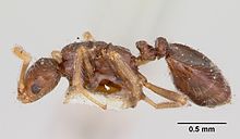 Monomorium pergandei casent0105691 profili 1.jpg