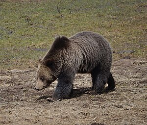 Grizzly bear, state mammal of Montana Montana Grizzly Bear.jpg