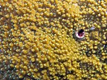 Montipora aequituberculata, coralitos.jpeg