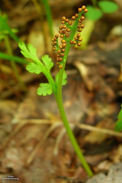 File:Moonwort (4752770708).jpg