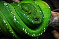 Morelia Viridis