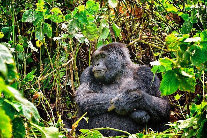 File:Mountain Gorilla, Bwindi, Uganda (15780779132).jpg