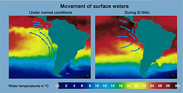 Movement of surface waters during El Nino.jpg